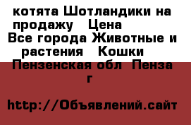 котята Шотландики на продажу › Цена ­ 5 000 - Все города Животные и растения » Кошки   . Пензенская обл.,Пенза г.